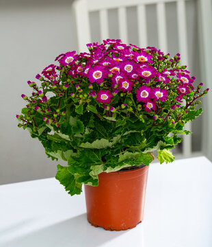 Richly blooming cineraria bush with mauve flowers grown in pot on home table