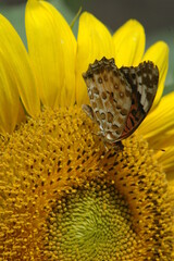 buttlefly  on sunflower