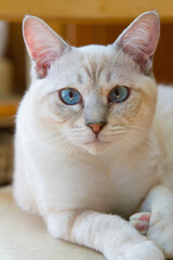 portrait of a cat with a eyes