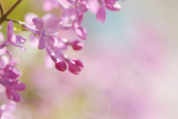 Fototapeta na wymiar close up of pink lilac flowers