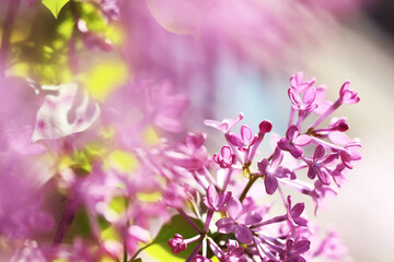 Fototapeta na wymiar pink lilac flowers in spring