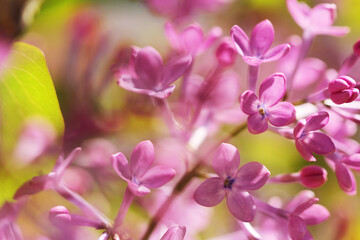 Fototapeta na wymiar purple lilac flowers in spring