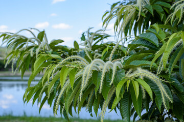 栗の花,Chestnut flower