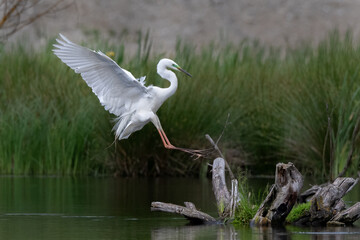 Great egret in flight spread wings and landing on a swim tree stump. Ardea alba flying