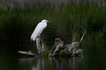 Great egret (Ardea alba) resting on a tree stump in her natural habitat