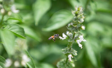 Thai lemon Basil  in the garden , The herb is grown primarily in northeastern Africa and southern Asia for its fragrant lemon scent, and is used in cooking