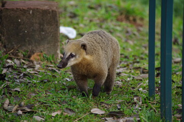 Coati at Iguazu Falls