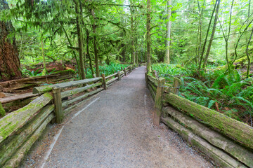 Boardwalk in the forest