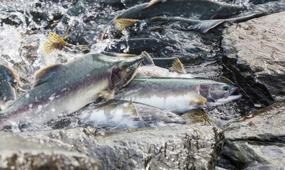 Salmon spawning