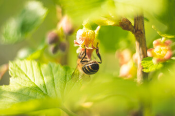 bee on a flower. bee pollinates a plant.