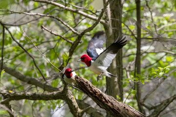 Red-headed Woodpecker, birds in spring in the park during nesting