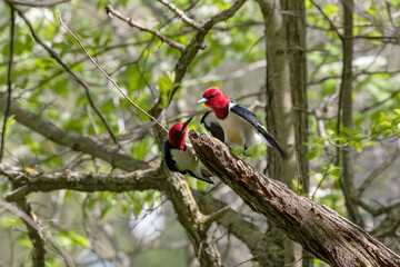 Red-headed Woodpecker, birds in spring in the park during nesting