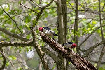 Red-headed Woodpecker, birds in spring in the park during nesting