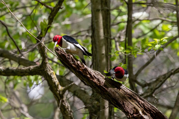 Red-headed Woodpecker, birds in spring in the park during nesting