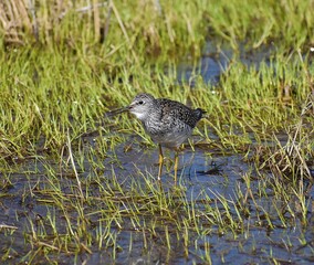 Smiling Yellowlegs
