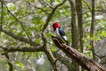 Red-headed Woodpecker in the park