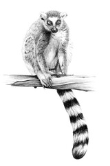 Hand drawn  lemur on branch, sketch graphics monochrome illustration on white background © byrdyak