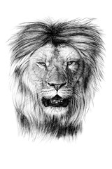 Hand drawn lion portrait, sketch graphics monochrome illustration on white background