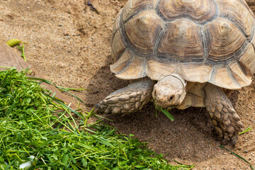 緑の葉っぱを食べる大きなリクガメ