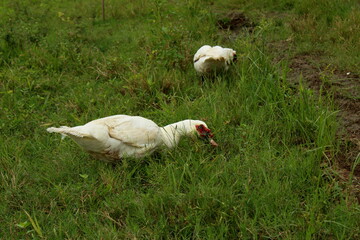 ducks eating, river ducks, ducks and water, ducks in the grass