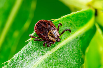 Encephalitis Tick Insect on Green Leaf. Encephalitis Virus or Lyme Borreliosis Disease Infectious Dermacentor Tick Arachnid Parasite Macro Photo.