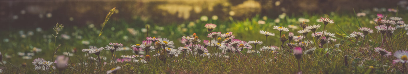 Meadow with many flowers of white daisies and roses in the spring.