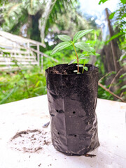 plant seeds in polybags, plant for greening environment day