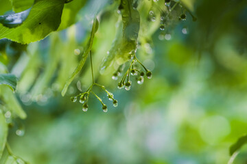Green leave after rain with selective focus