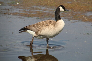 Walking On Water, William Hawrelak Park, Edmonton, Alberta