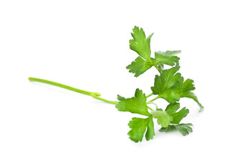Fresh parsley on white background