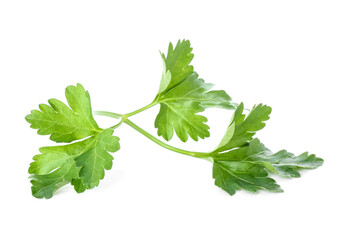 Fresh parsley on white background