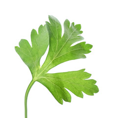 Fresh parsley on white background