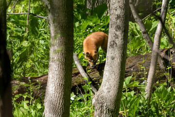 The red fox (Vulpes vulpes) , small, young fox near the burrow.