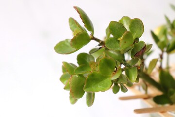 Home decor plant in water propagation. Water propagation for indoor plants. Kalanchoe water propagation.