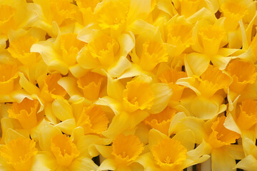 Texture of beautiful daffodils as background