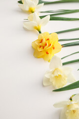 Obraz na płótnie Canvas Beautiful daffodils on light background