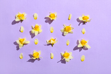 Beautiful daffodils on color background