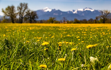 Beautiful alpine spring view with the alps in the background near the famous Chiemsee, Chiemgau, Bavaria, Germany