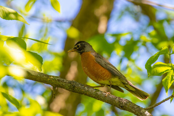 The American robin (Turdus migratorius) is a migratory songbird,  state bird of Connecticut, Michigan and Wisconsin.