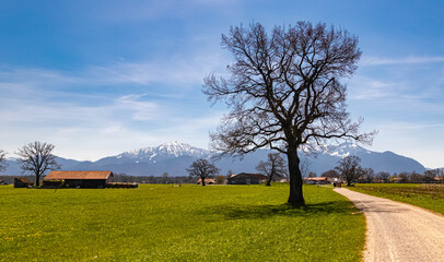 Beautiful alpine spring view with tree silhouettes and the alps in the background near the famous Chiemsee, Chiemgau, Bavaria, Germany