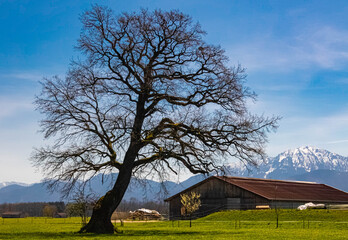Beautiful alpine spring view with tree silhouettes and the alps in the background near the famous...