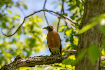 The American robin (Turdus migratorius) is a migratory songbird,  state bird of Connecticut, Michigan and Wisconsin.