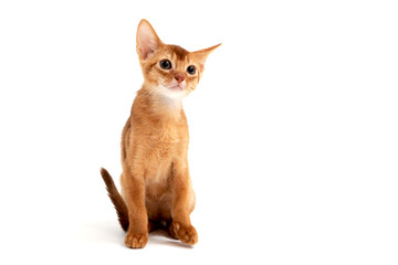 Abyssinian ginger cat sits on a white background