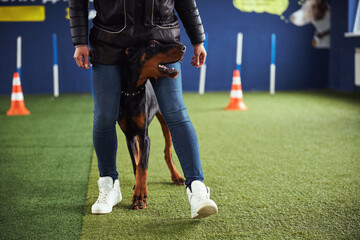 Fototapeta premium Dog exercising with a certified animal trainer