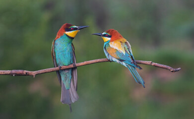 pair of beautiful birds of paradise