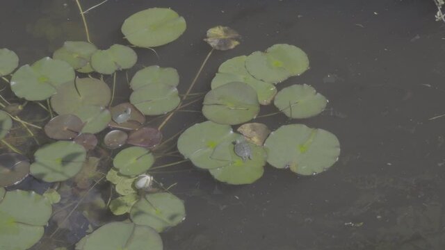 A fat loach swims past a turtle basking in the sun on a lotus leaf