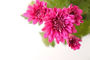 Pink Chrysanthemum Flowers background. also known as the shevanti plant. copy space. Floral background. invitation card.