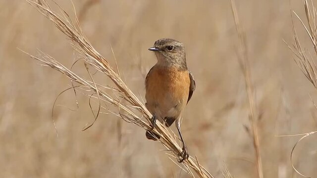 a Female Cape Stonechat perched on golden grass