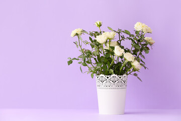 Beautiful white roses in pot on color background