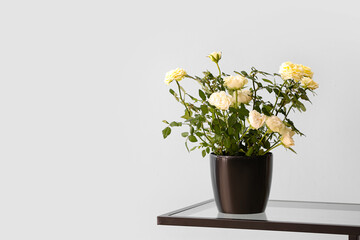 Beautiful white roses in pot on table